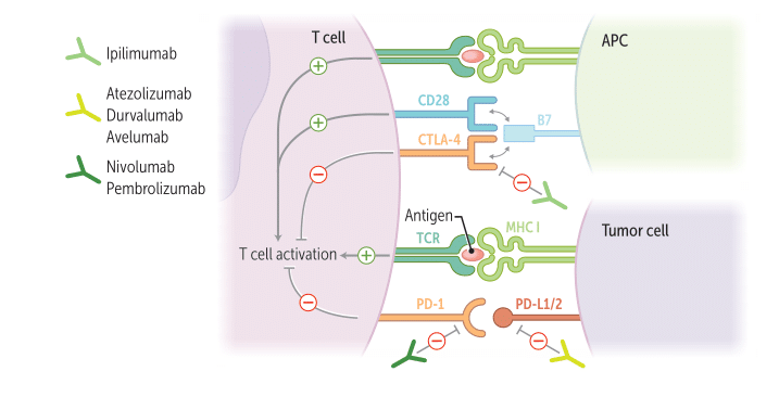 Immune Checkpoint Interaction: Diagram